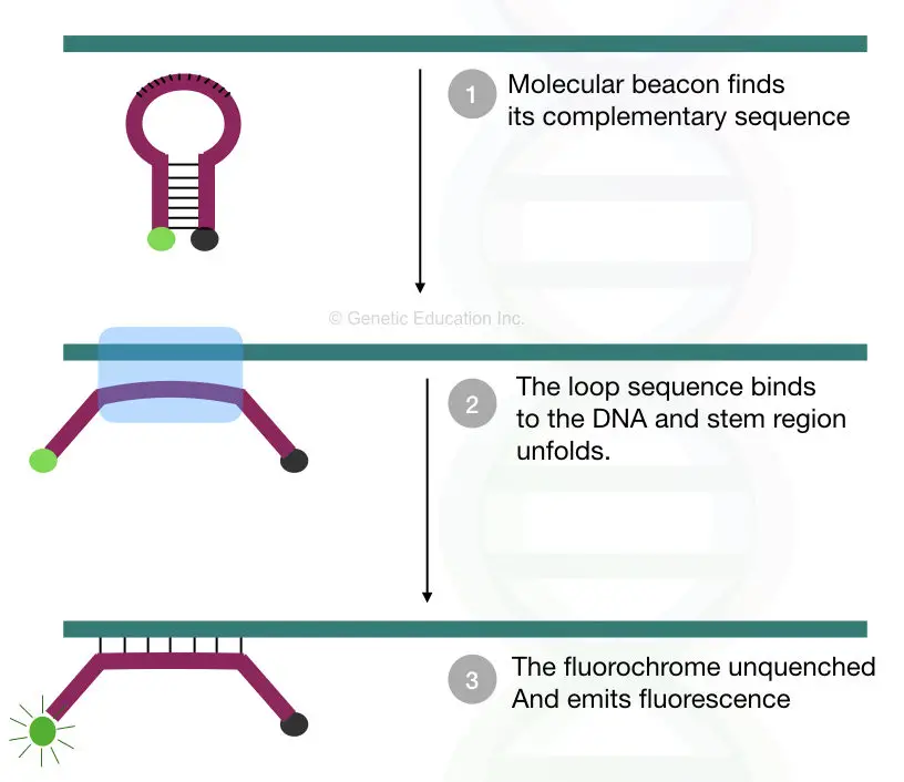 Molecular Beacon: A hairpin that enhances real-time PCR specificity