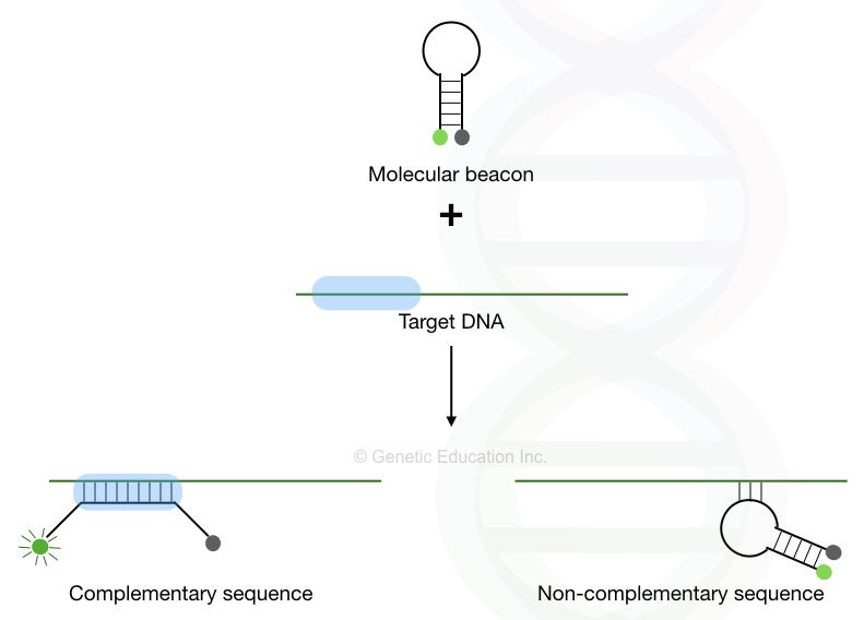 Molecular Beacon: A hairpin that enhances real-time PCR specificity