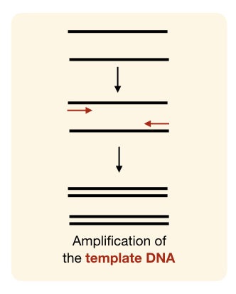 The general overview of PCR amplification.
