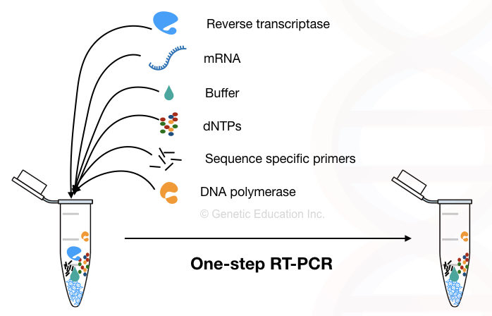 Graphical representation of one-step reverse transcription PCR reaction.