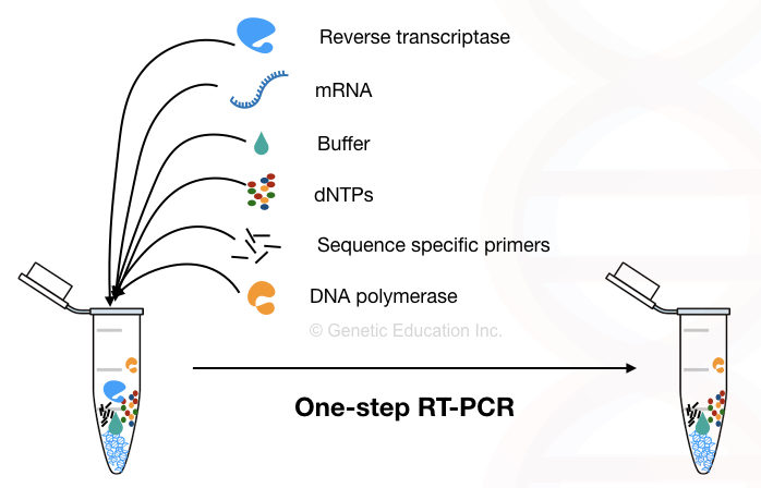 Reverse Transcription PCR Principle Procedure Protocol Advantages Limitations Applications