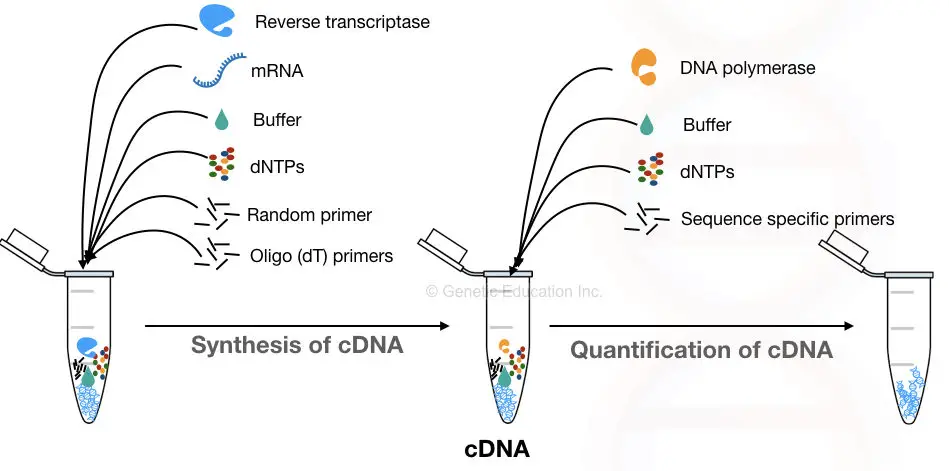 Graphical representation of two-step reverse transcription PCR reaction.