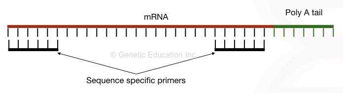 Graphical representation of how sequence-specific primers binds to the target. 