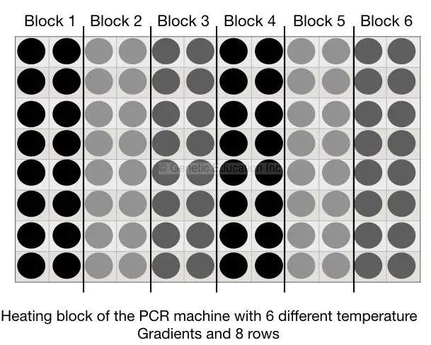 The illustration of the PCR heating block. 