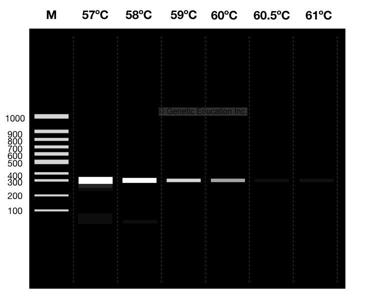 An illustration of different temperature gradients for gradient PCR. 