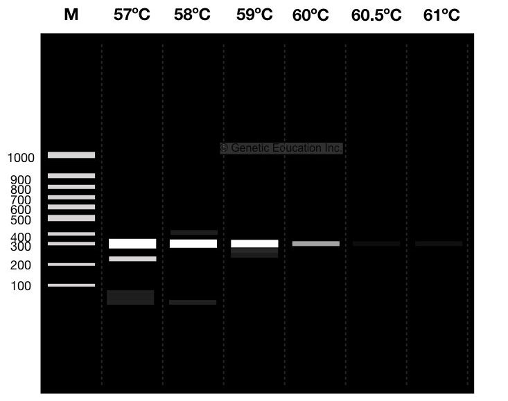 An illustration showing different temperature setups for gradient PCR. 