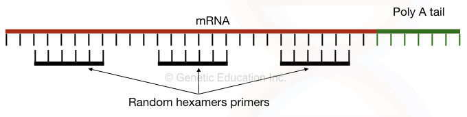 Graphical representation of how random hexamer primers binds to target. 