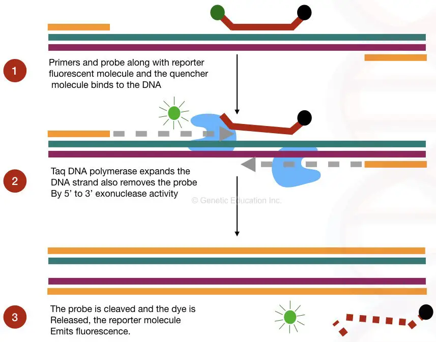 The TaqMan probe hybridization method used in the realtime PCR.