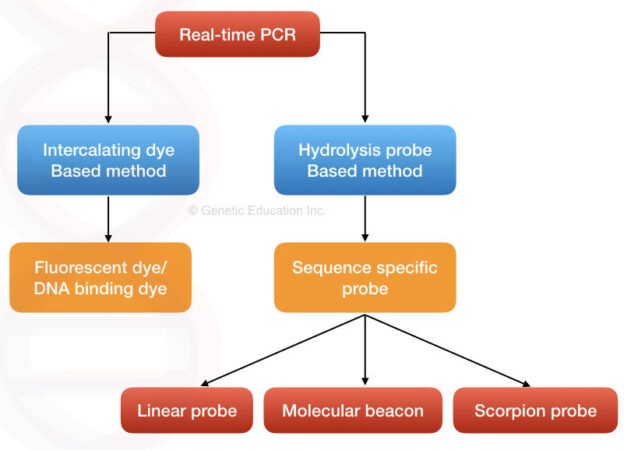 Real Time PCR Principle Procedure Advantage Limitations And