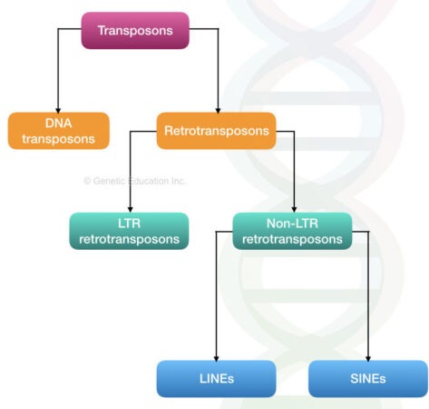 What Are Transposons Introduction History And Types