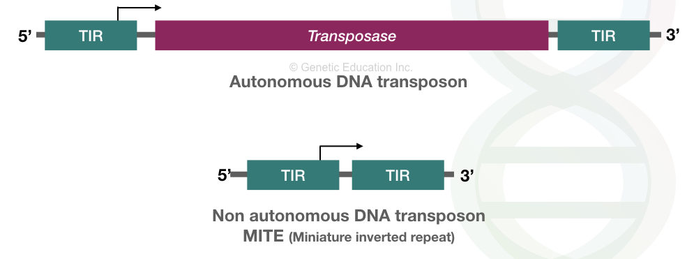 Transposons: A Jumping Entity and a Foe with Benefits