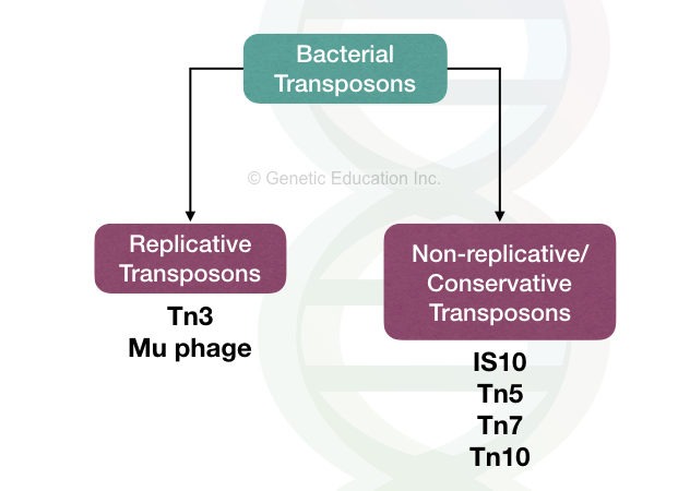 Transposase, Transposons and Antibiotic Resistance in Bacteria