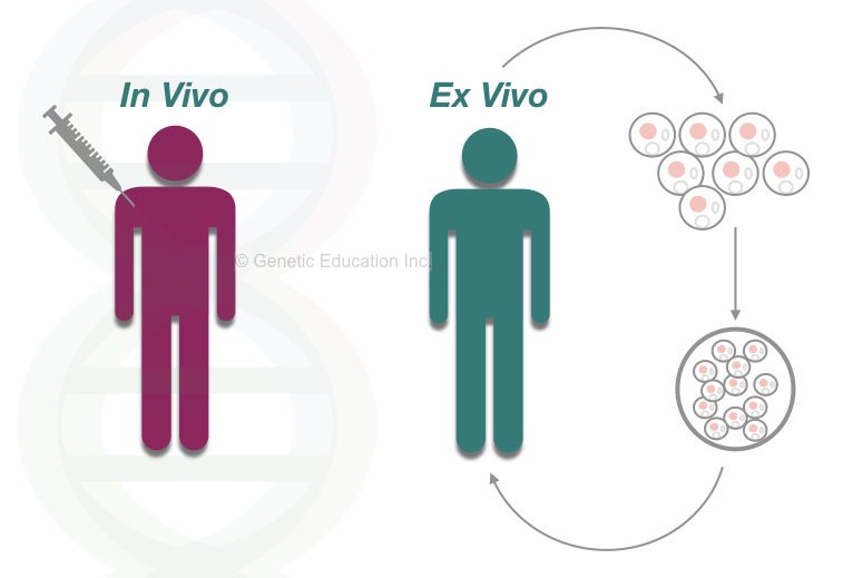 The in vivo and ex vivo gene therapy 