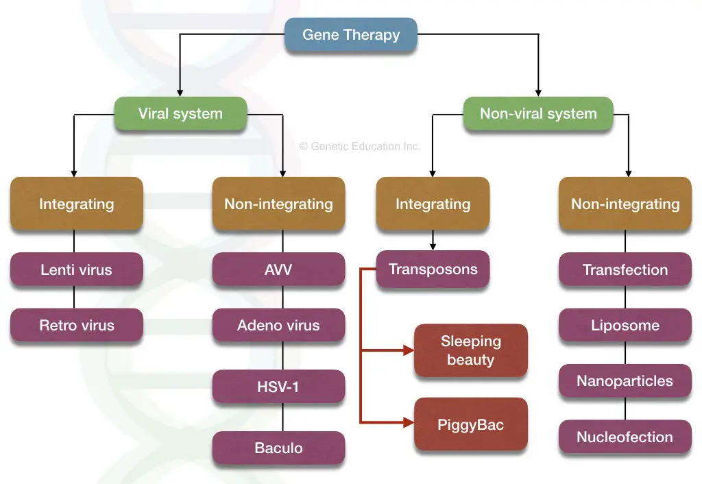 Viral and non-viral vectors for gene therapy