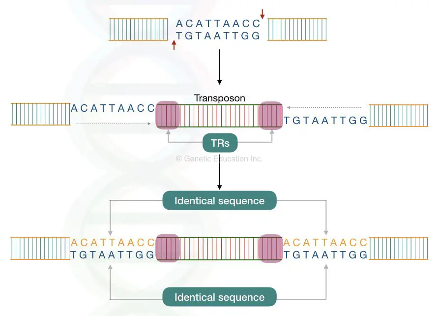 The molecular process of target site duplication occurs in transposons.