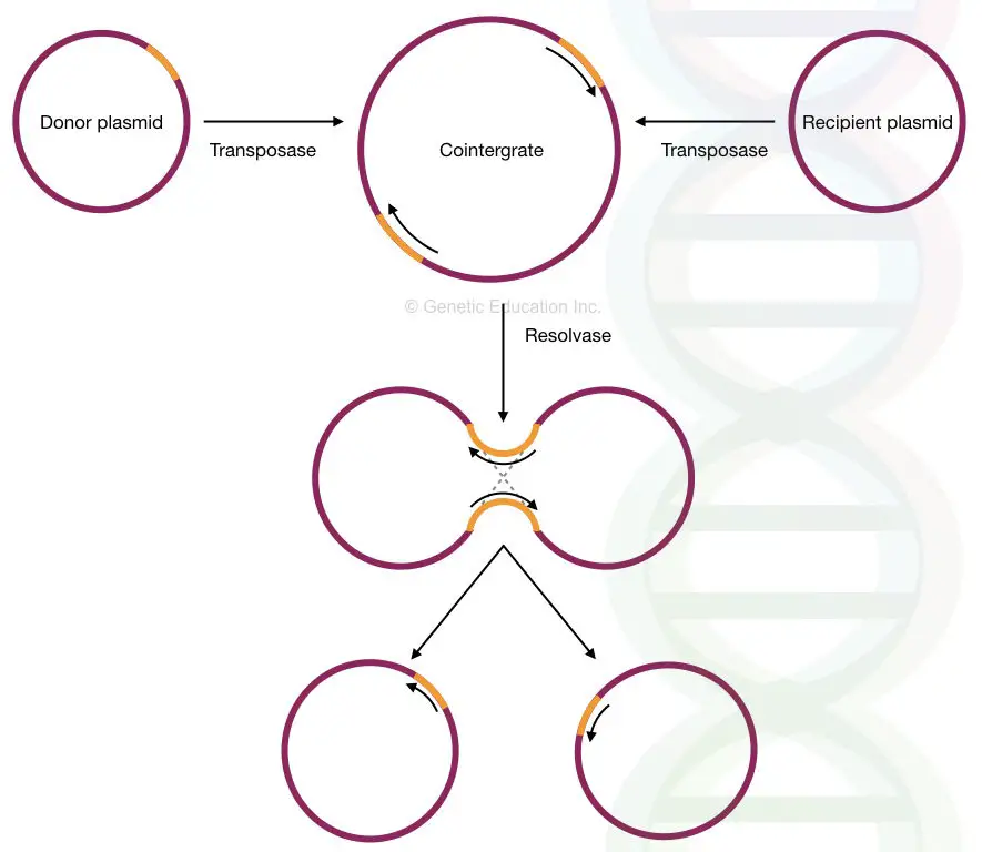 The mechanism of replicative transposition in a plasmid.