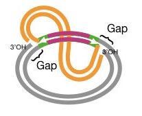Third step of the replication strand transfer mechanism of transposition.