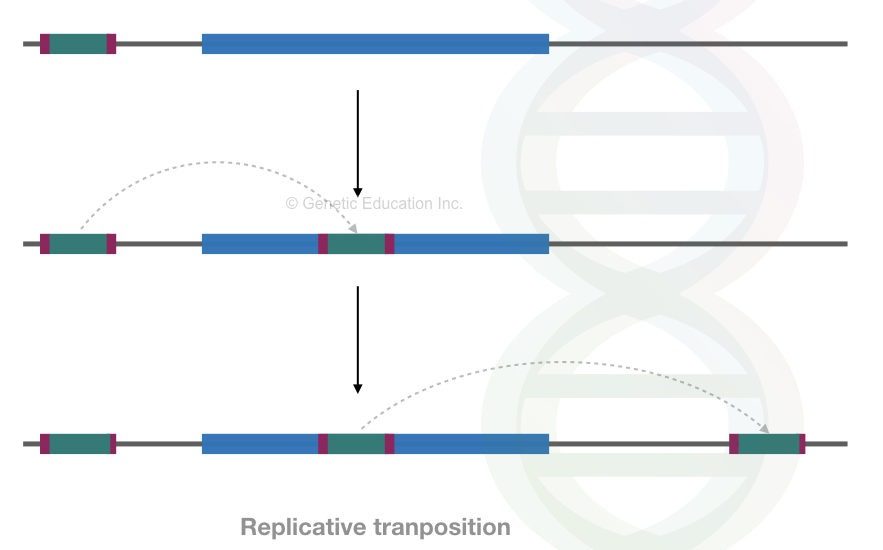 A replicative process of transposition. 