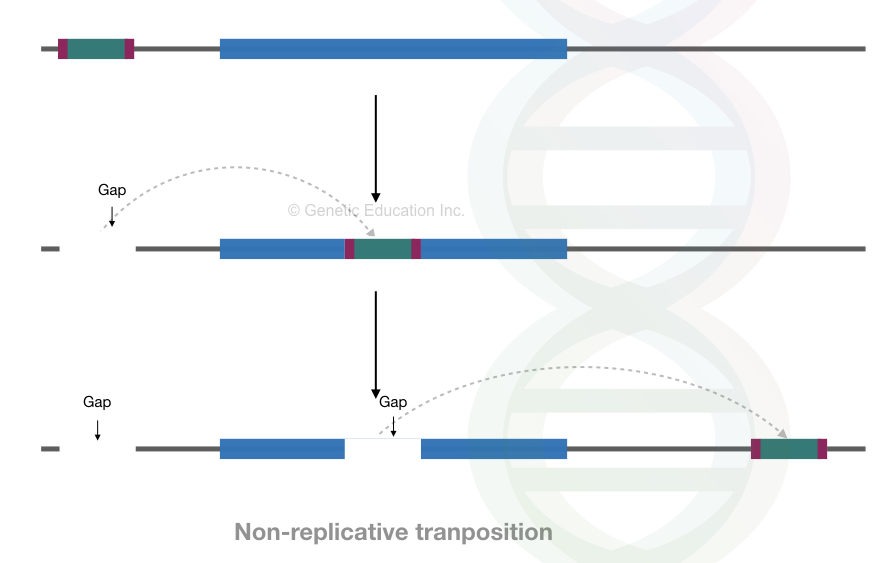 The process of non-replicative transposition.