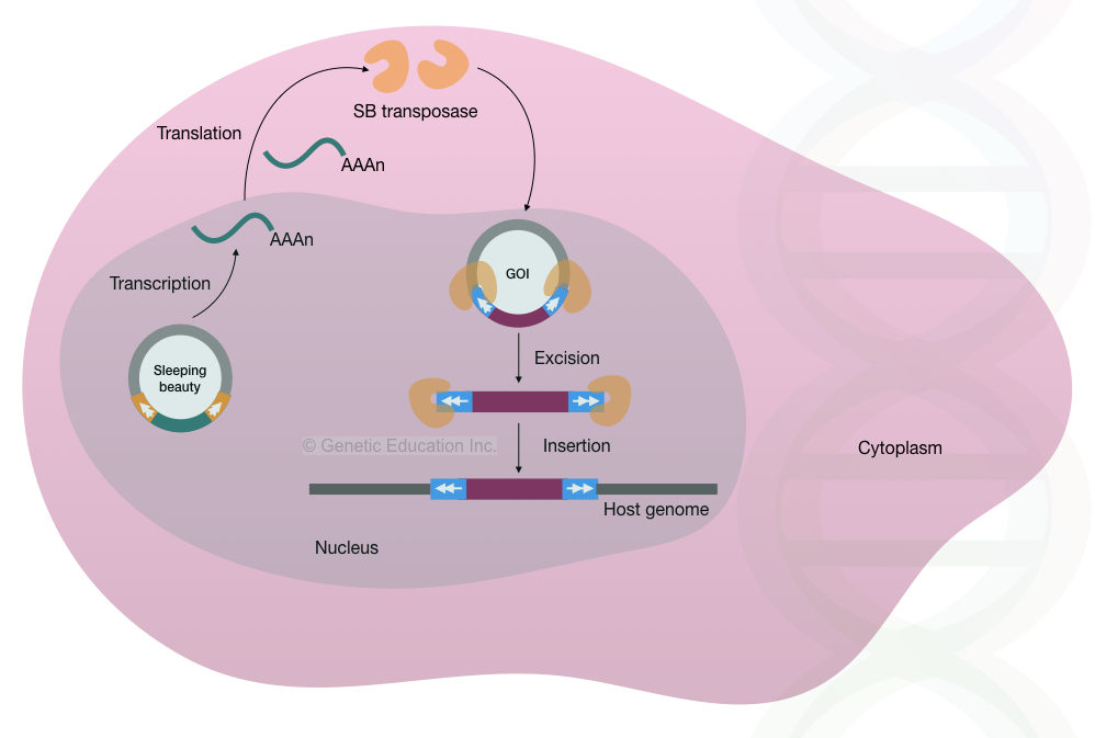 The mechanism of how the sleeping beauty transposons transfer DNA into the genome. 