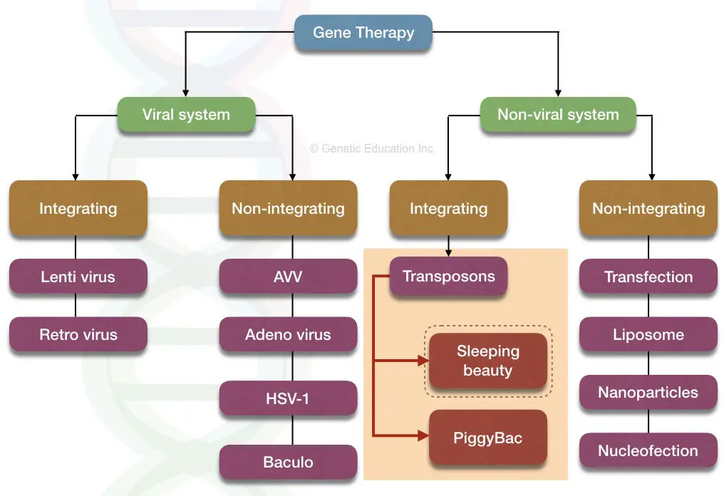 The image shows the viral system and non-viral system of gene therapy