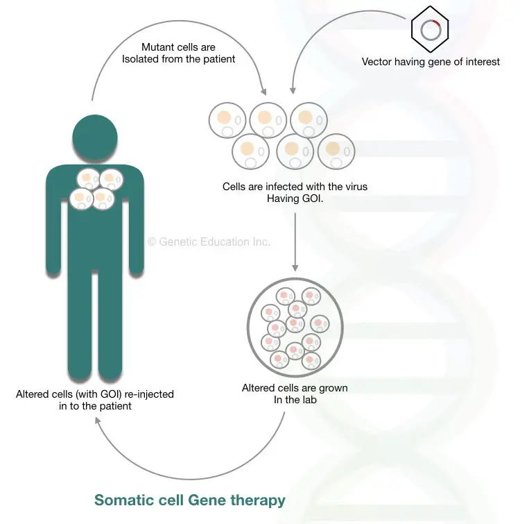 Somatic cell gene therapy method 
