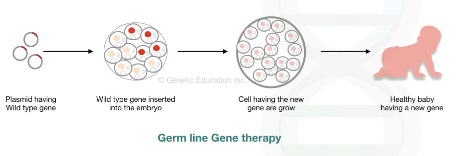 Germ line gene therapy method 
