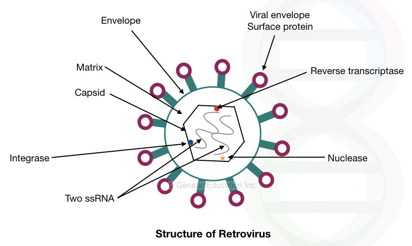 The structure of the retrovirus. 