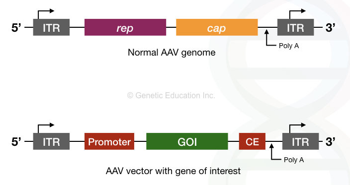 The genome of AAV virus with rep and cap gene and inverted/long terminal repeats. Also the AAV vector with the gene of interest and promoter region. 