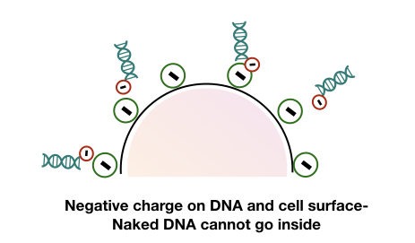 The graphical representation of charge repels between negatively charged DNA and cell surface.
