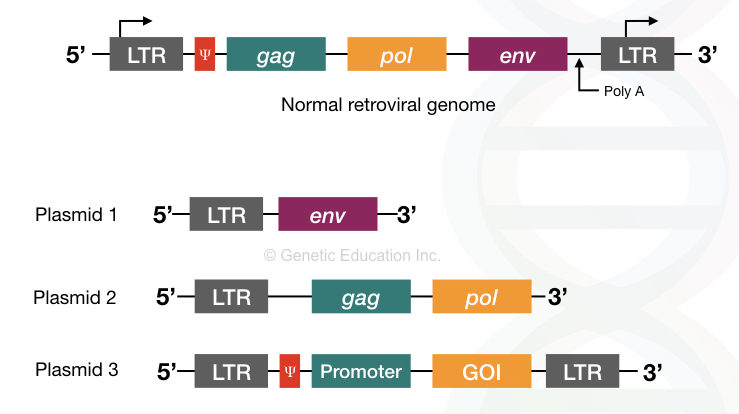 The genome of the retrovirus with gag, pol and env gene and the three plasmid constructed from it for the gene therapy. 
