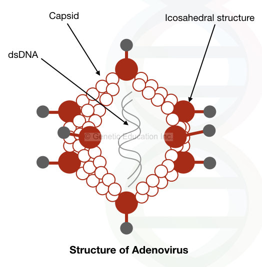The viral vector mediated gene therapy: the structure of the adenovirus.
