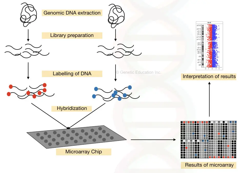 The complete process of DNA microarray