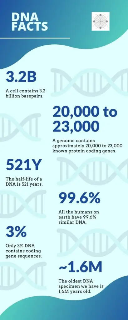 Infographics of DNA facts. 