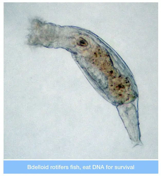 The ancient Bdelloid rotifer fish can eat DNA.
