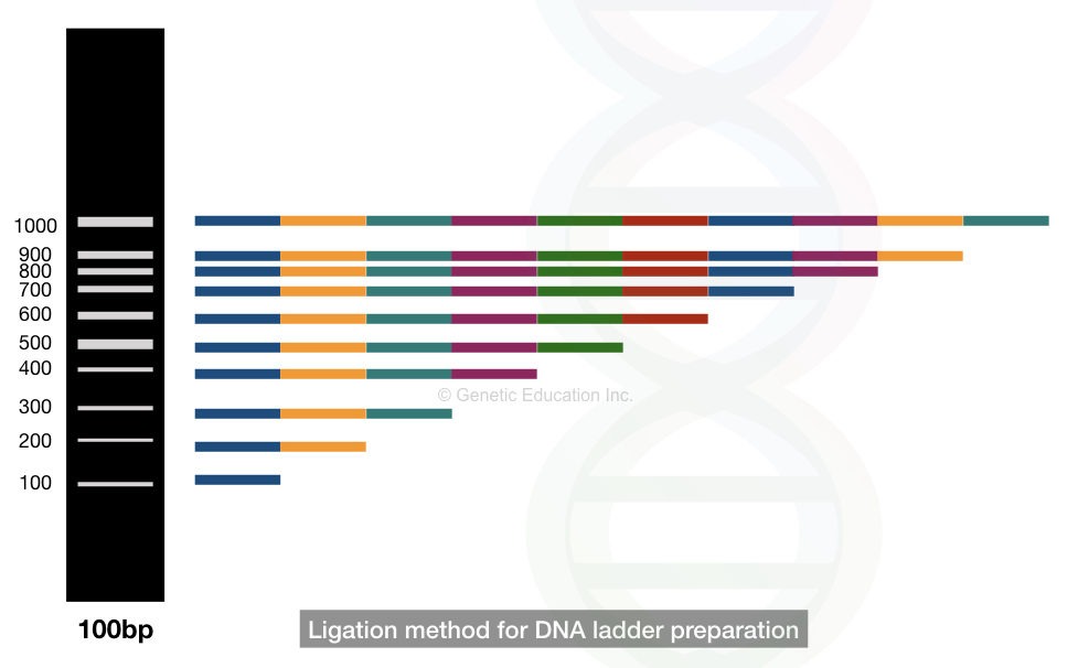 Ligation based DNA ladder development 