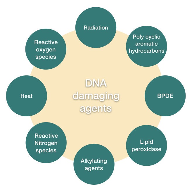 Common DNA damaging agents