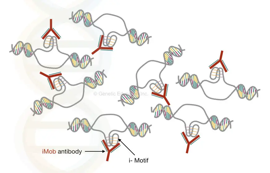 The hypothetical representation of binding between iMob antibody and i-motif structure.