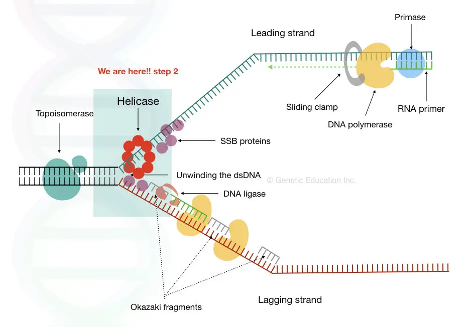 The entire mechanism of DNA replication.