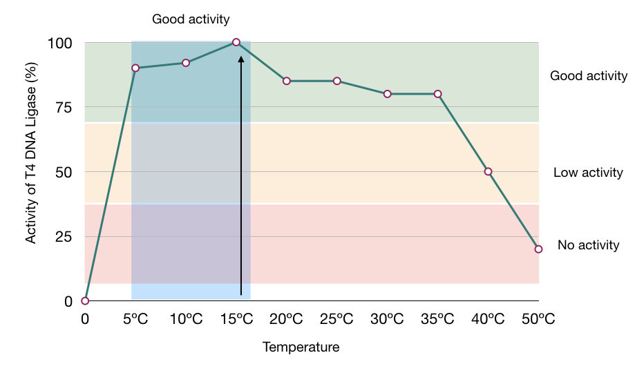 The temperature vs activity graph of T4 DNA ligase