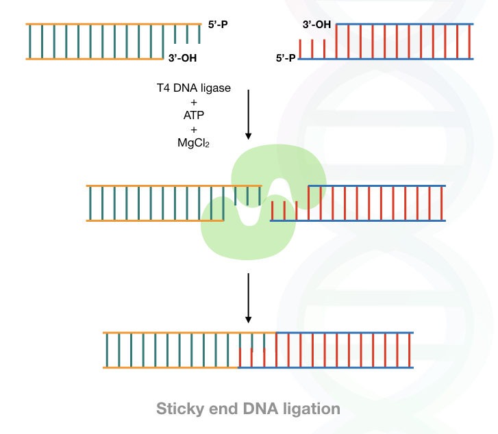 The process of sticky end DNA ligation