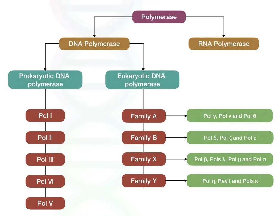 Classification of polymerase