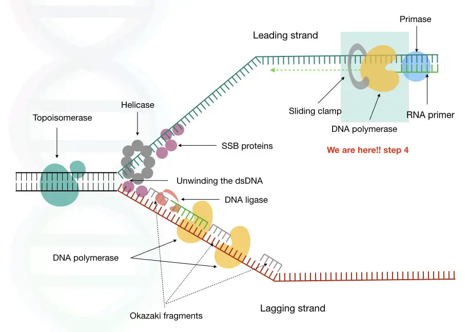 The process of DNA replication 