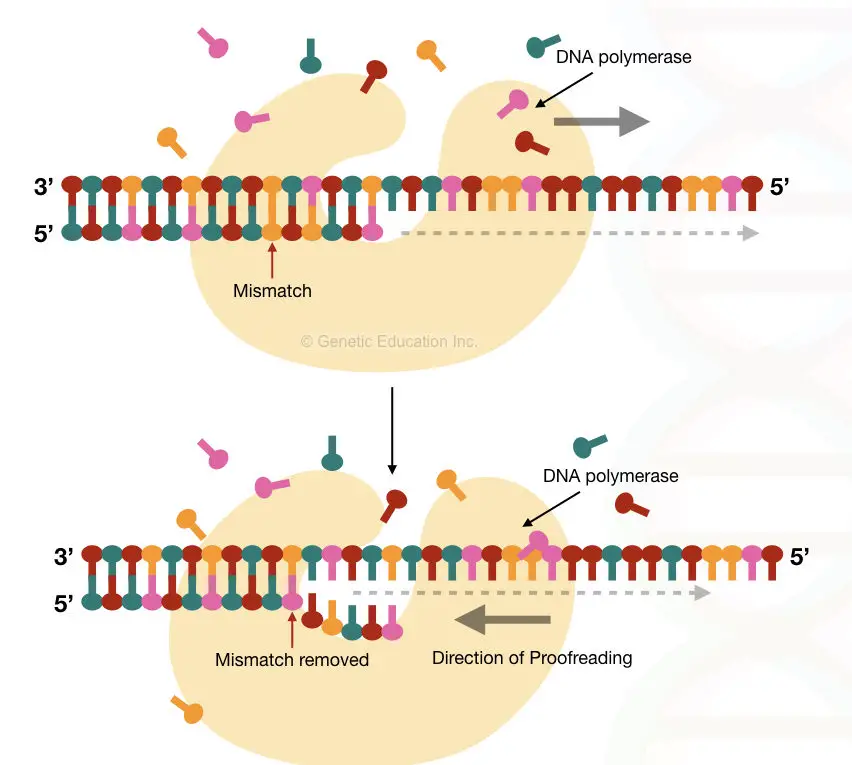 The process of proof reading through DNA polymerase
