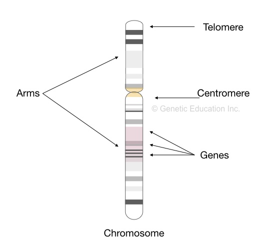 The location of genes on a chromosome.
