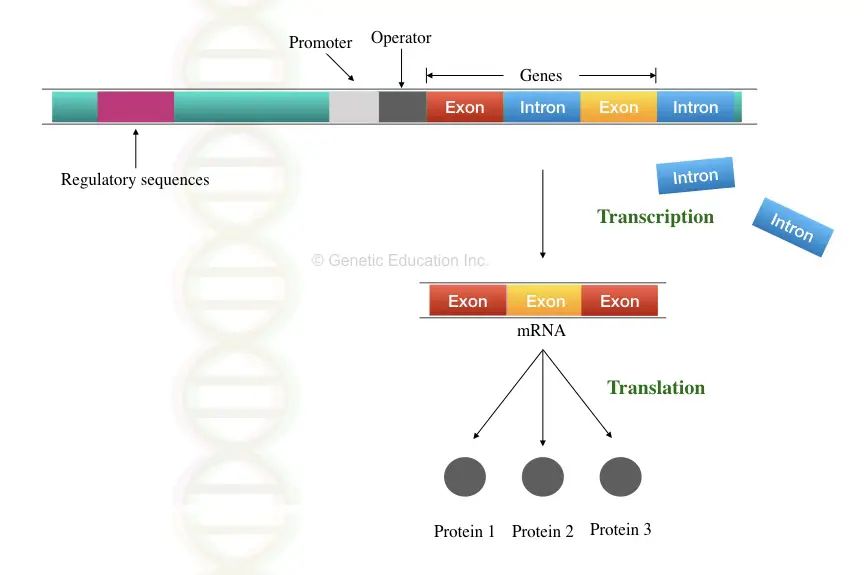The process of how introns are removed and exons form proteins.