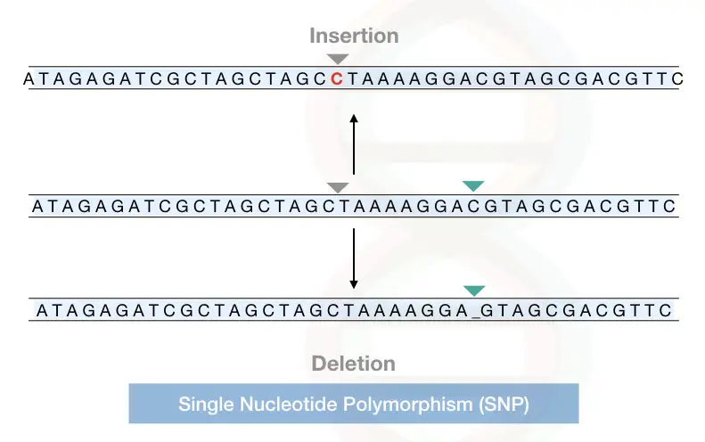 The explanation of single nucleotide polymorphism