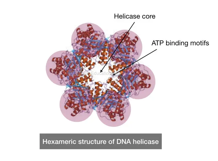 The structure of helicase