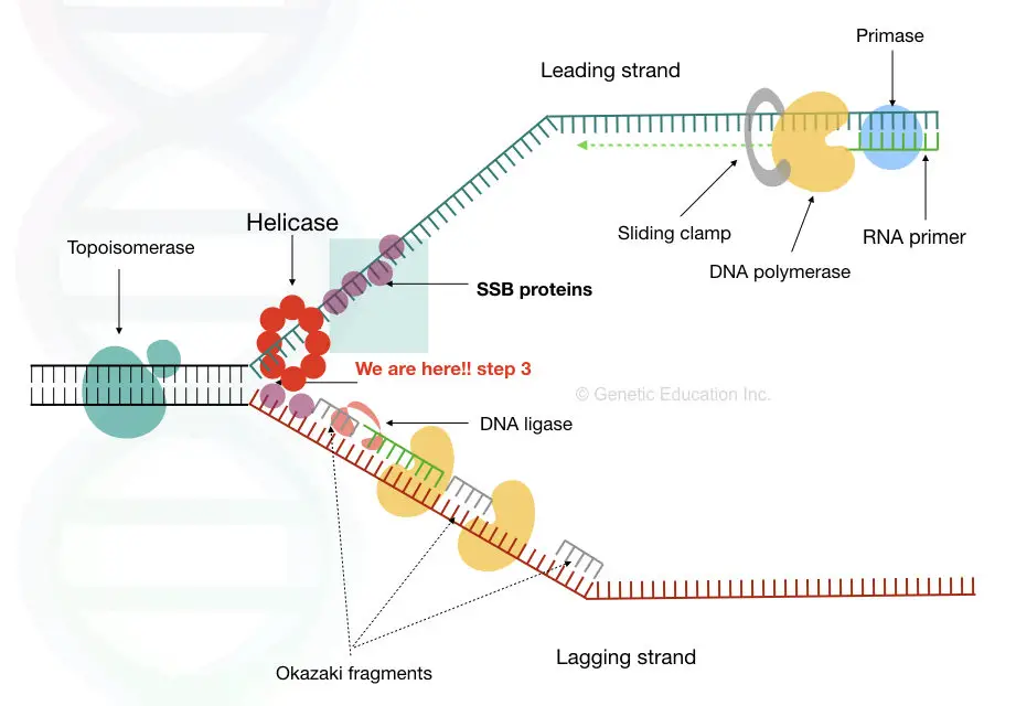 Single stranded binding proteins