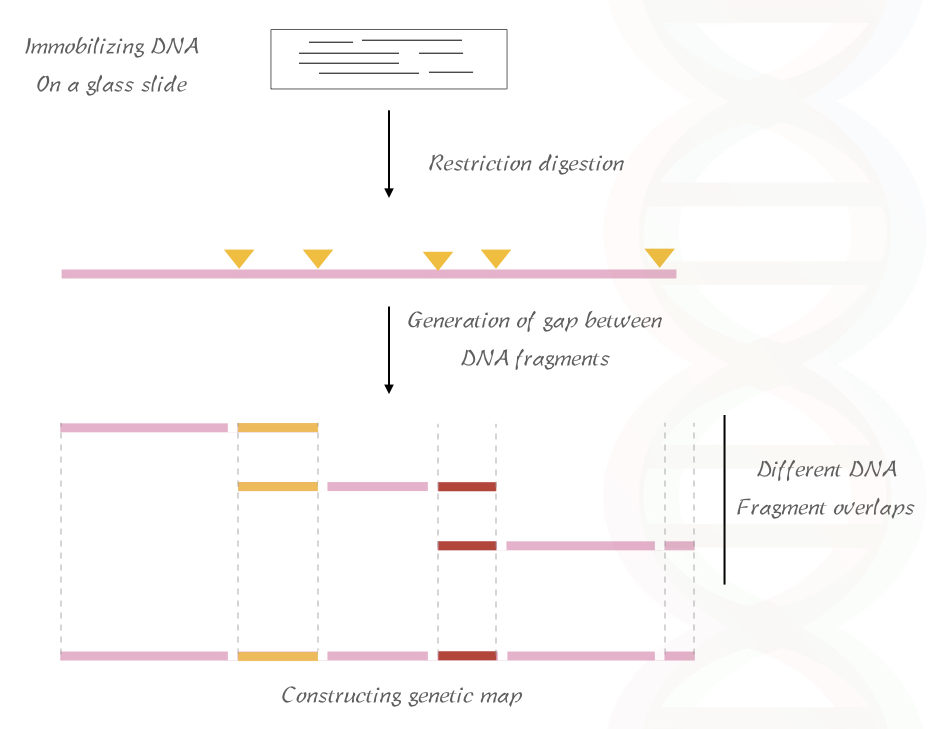 The process of RFLP based optical gene mapping. 